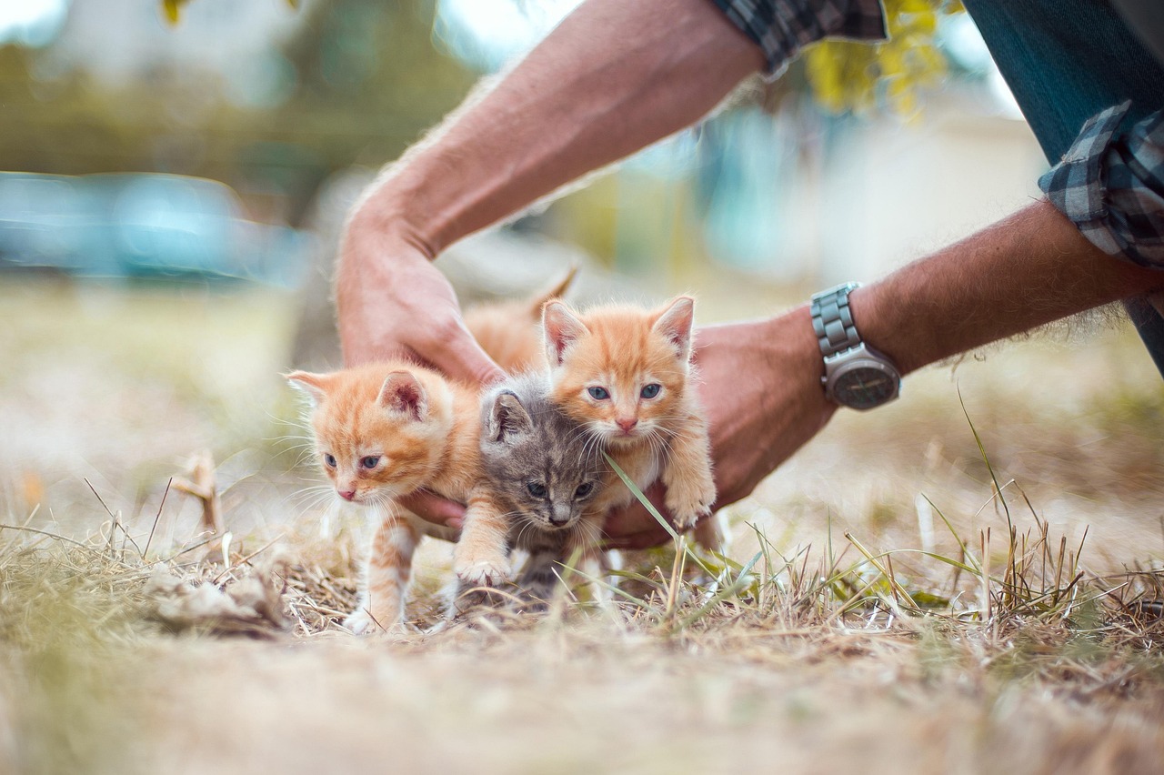 安徽省部分地区已开展野猪猎获物综合利用试点-第2张图片-捷宸网络